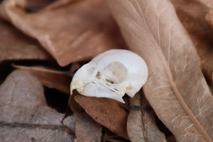 Parakeet Skull