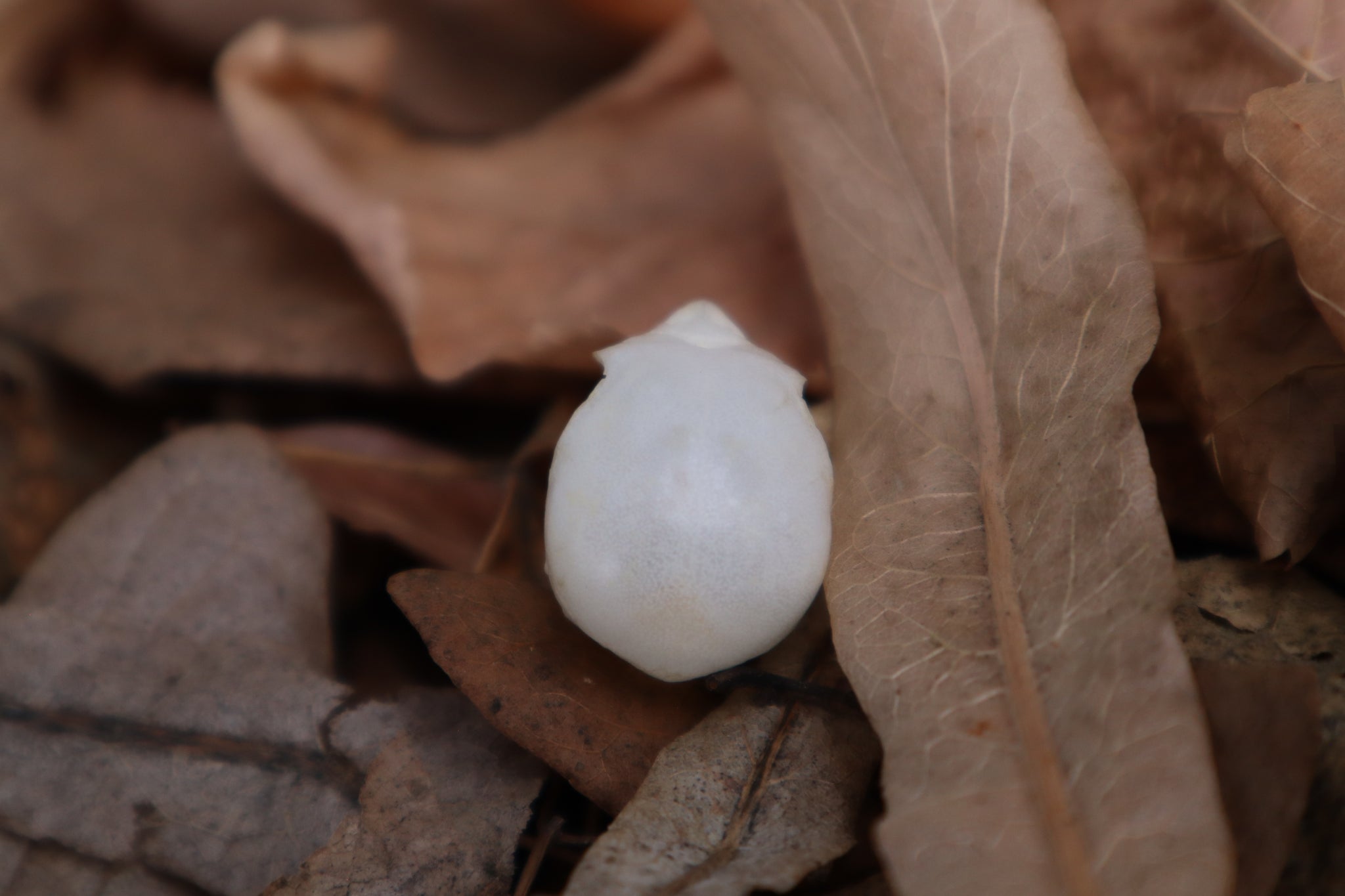 Parakeet Skull