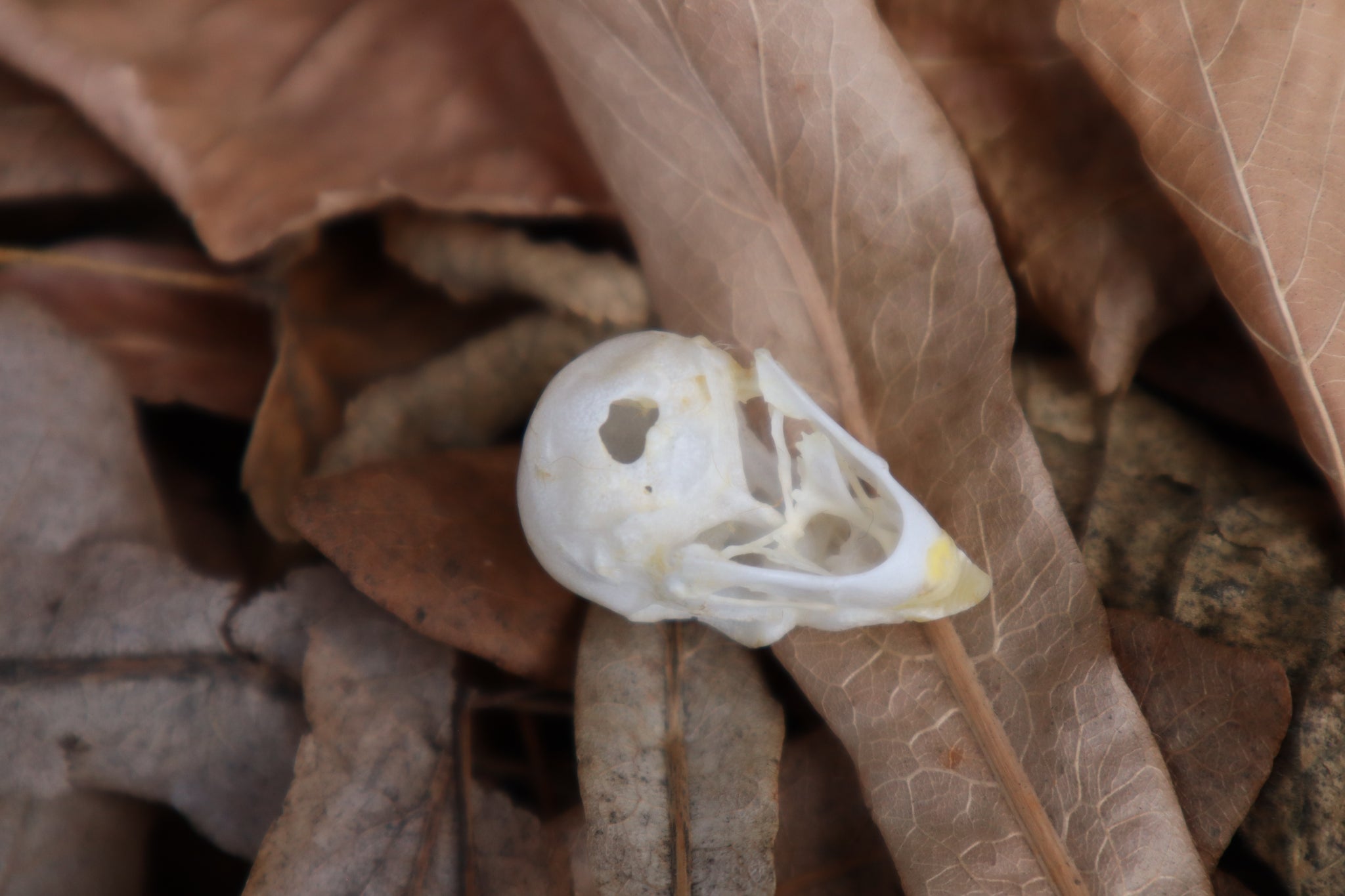 Parakeet Skull