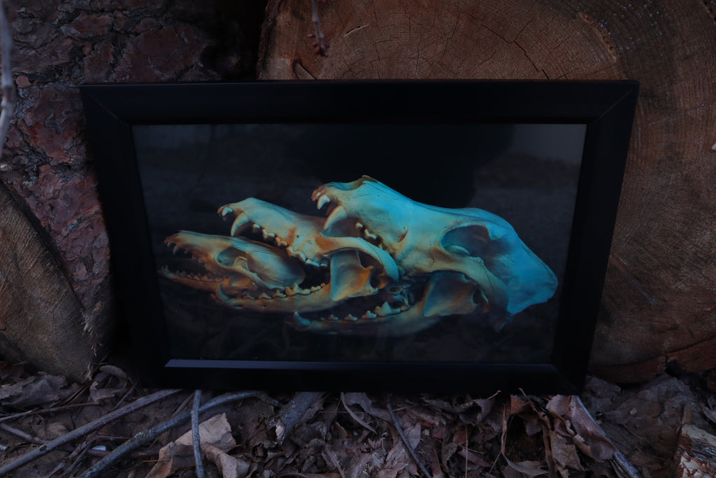 Canidaeception Framed Print