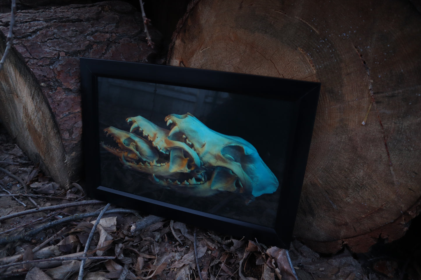 Canidaeception Framed Print