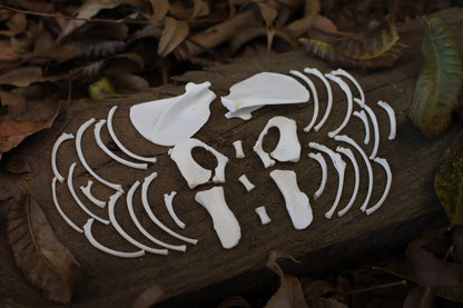Reserved for Karen - Kitten Bone Lot