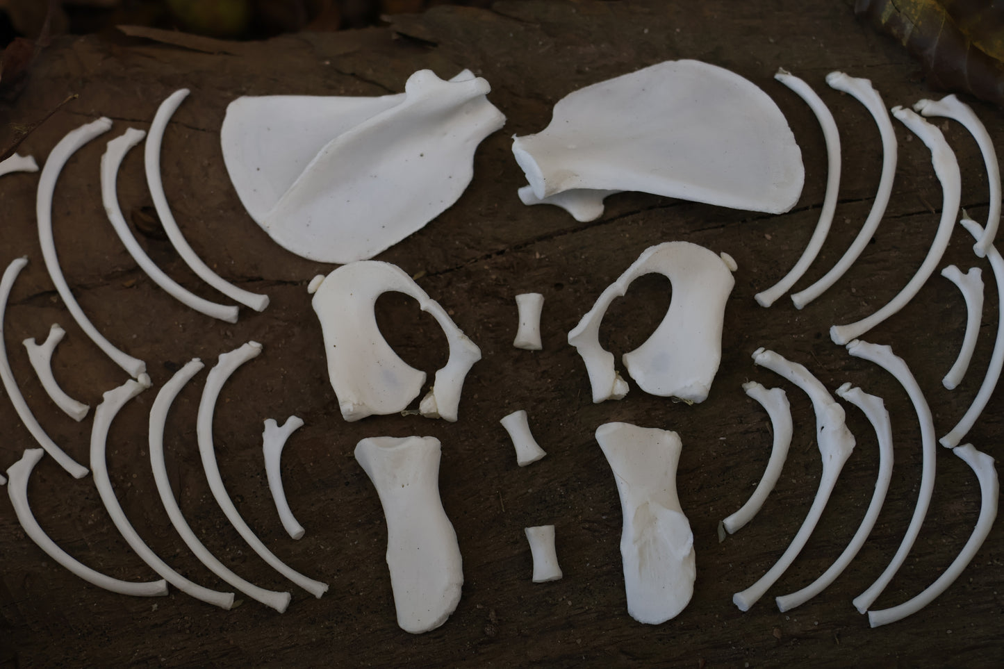 Reserved for Karen - Kitten Bone Lot