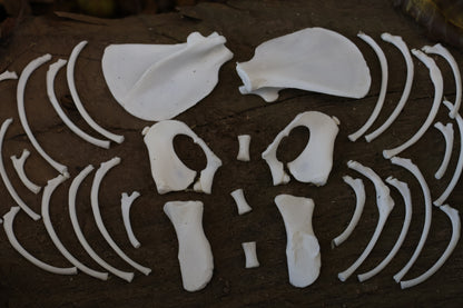 Reserved for Karen - Kitten Bone Lot