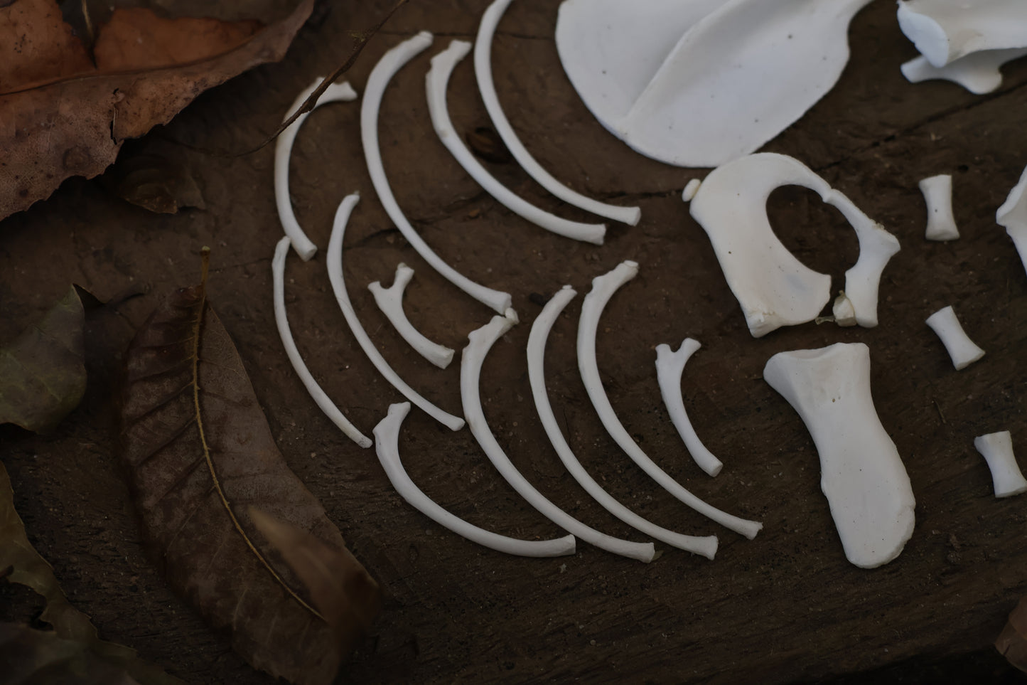 Reserved for Karen - Kitten Bone Lot