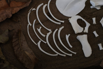 Reserved for Karen - Kitten Bone Lot