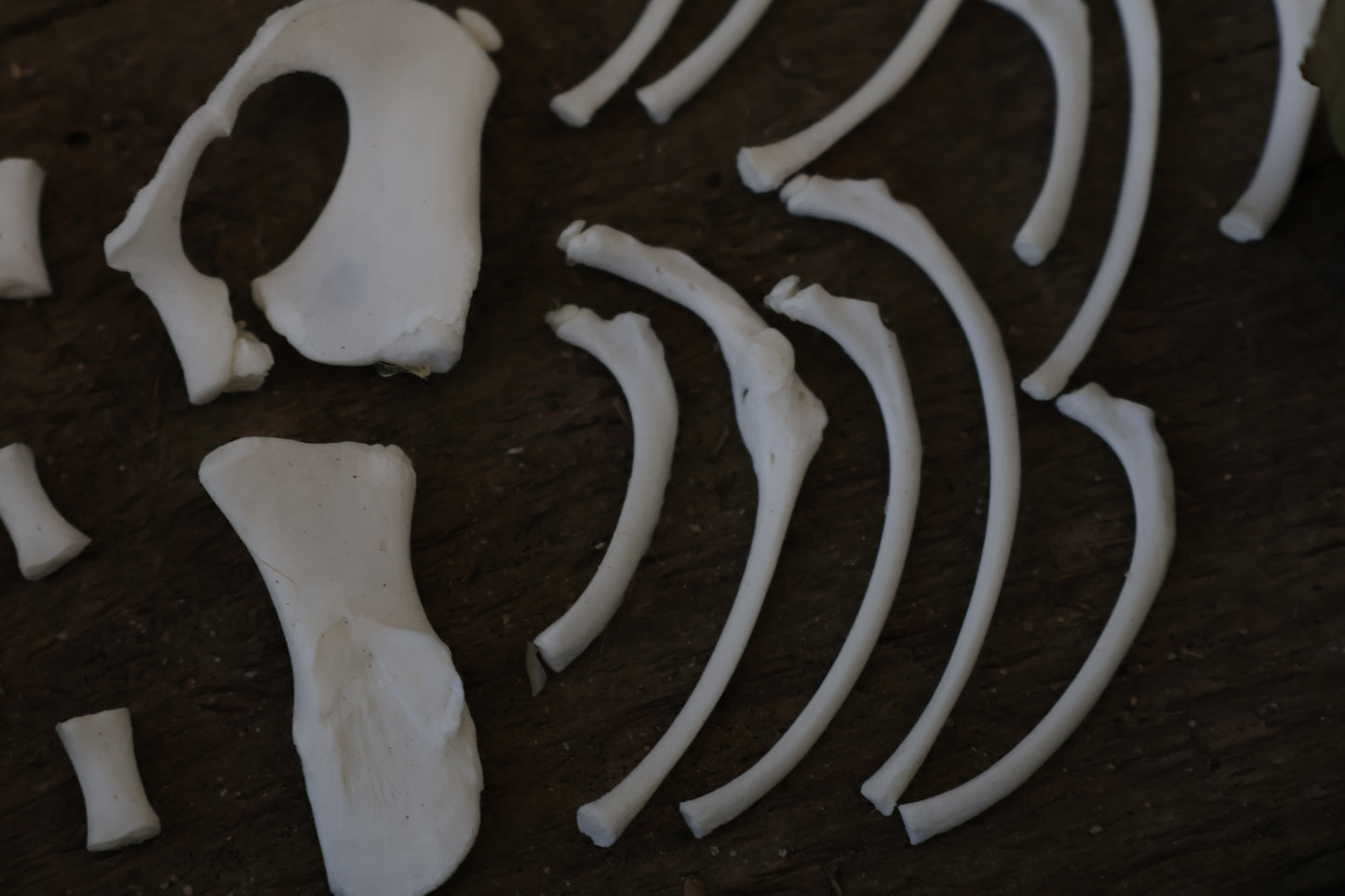 Reserved for Karen - Kitten Bone Lot