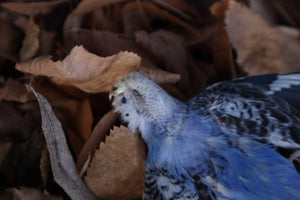 Dry Preserved Parakeet