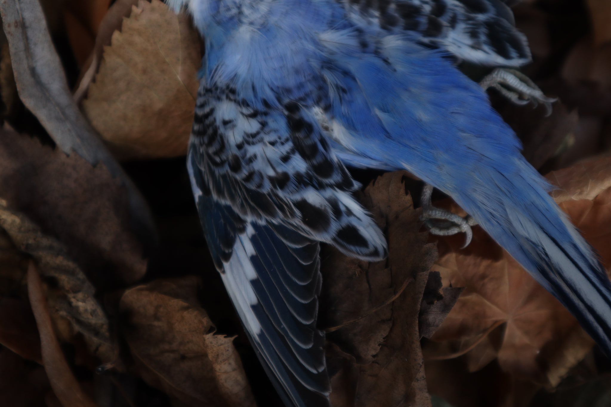 Dry Preserved Parakeet