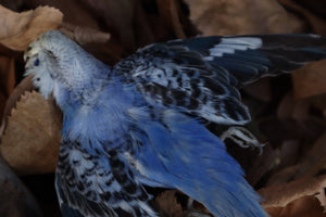 Dry Preserved Parakeet