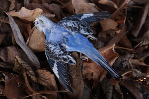 Dry Preserved Parakeet