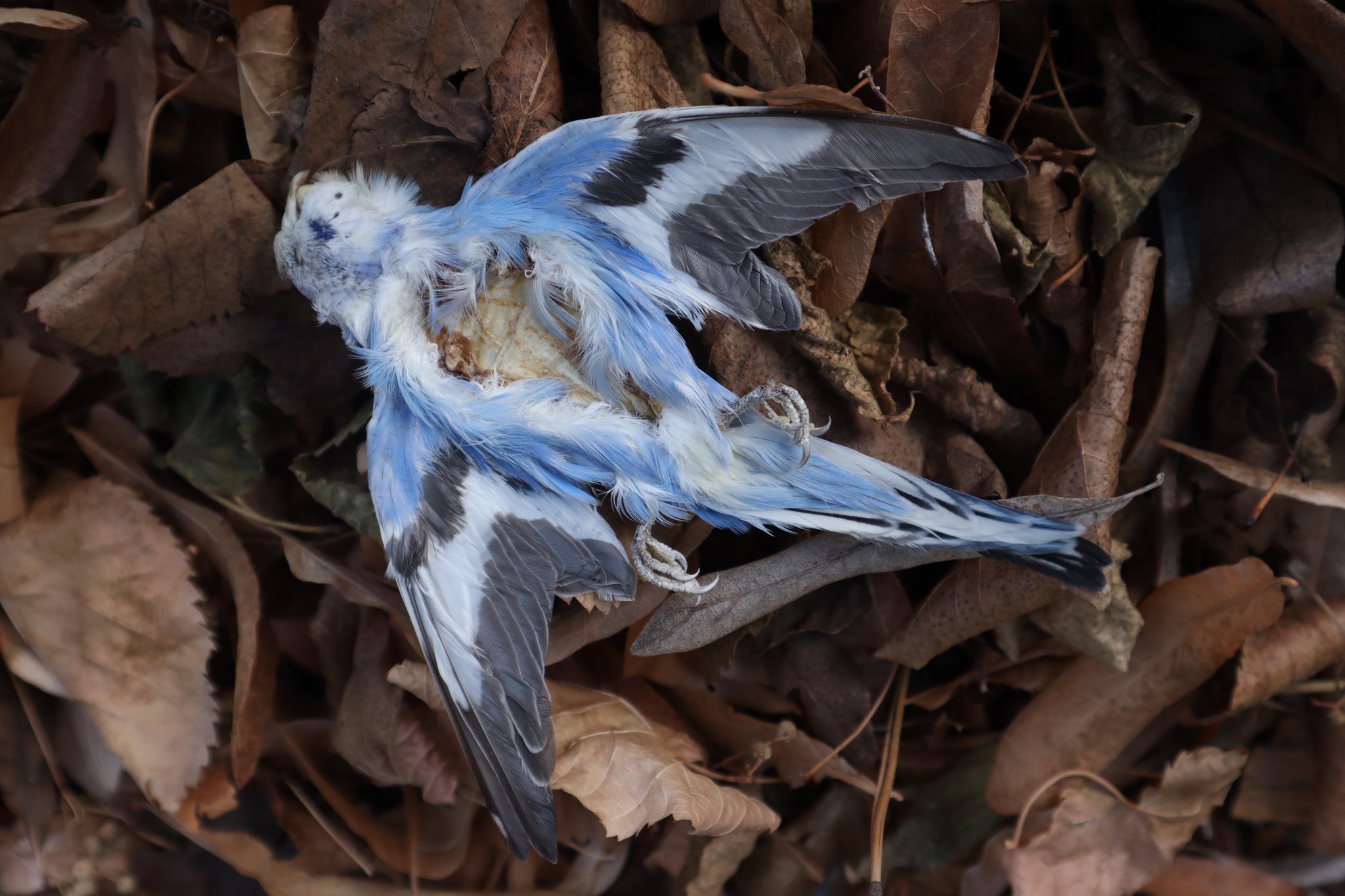 Dry Preserved Parakeet