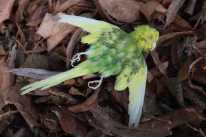 Dry Preserved Parakeet