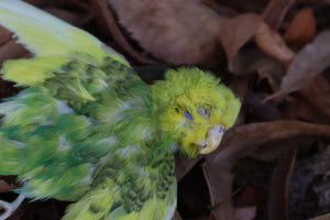 Dry Preserved Parakeet