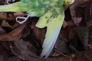 Dry Preserved Parakeet