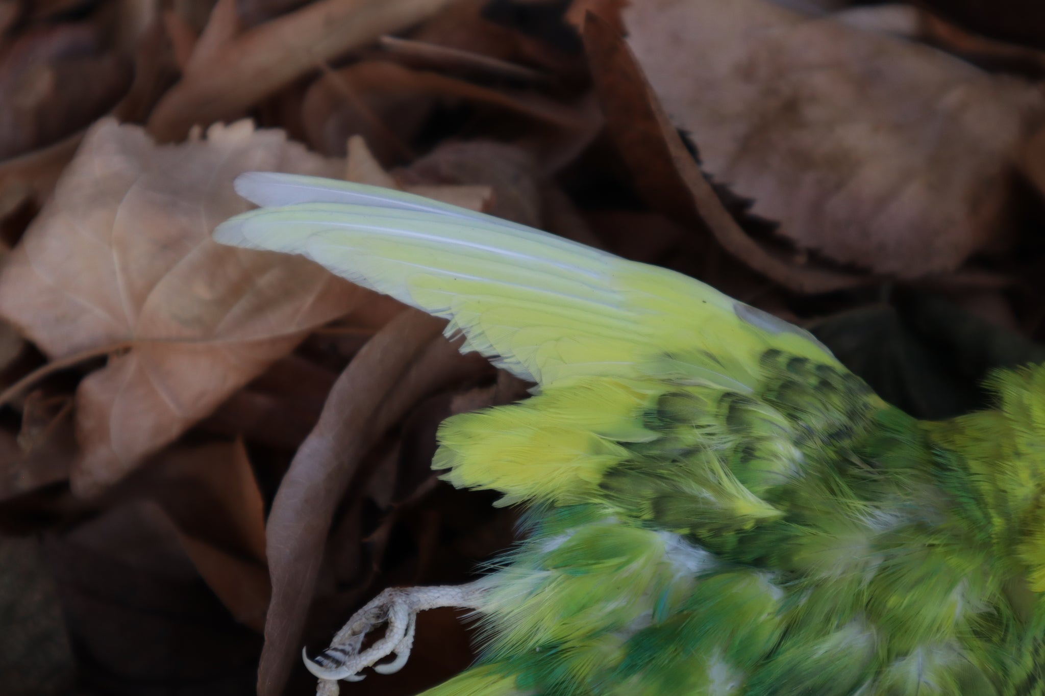 Dry Preserved Parakeet