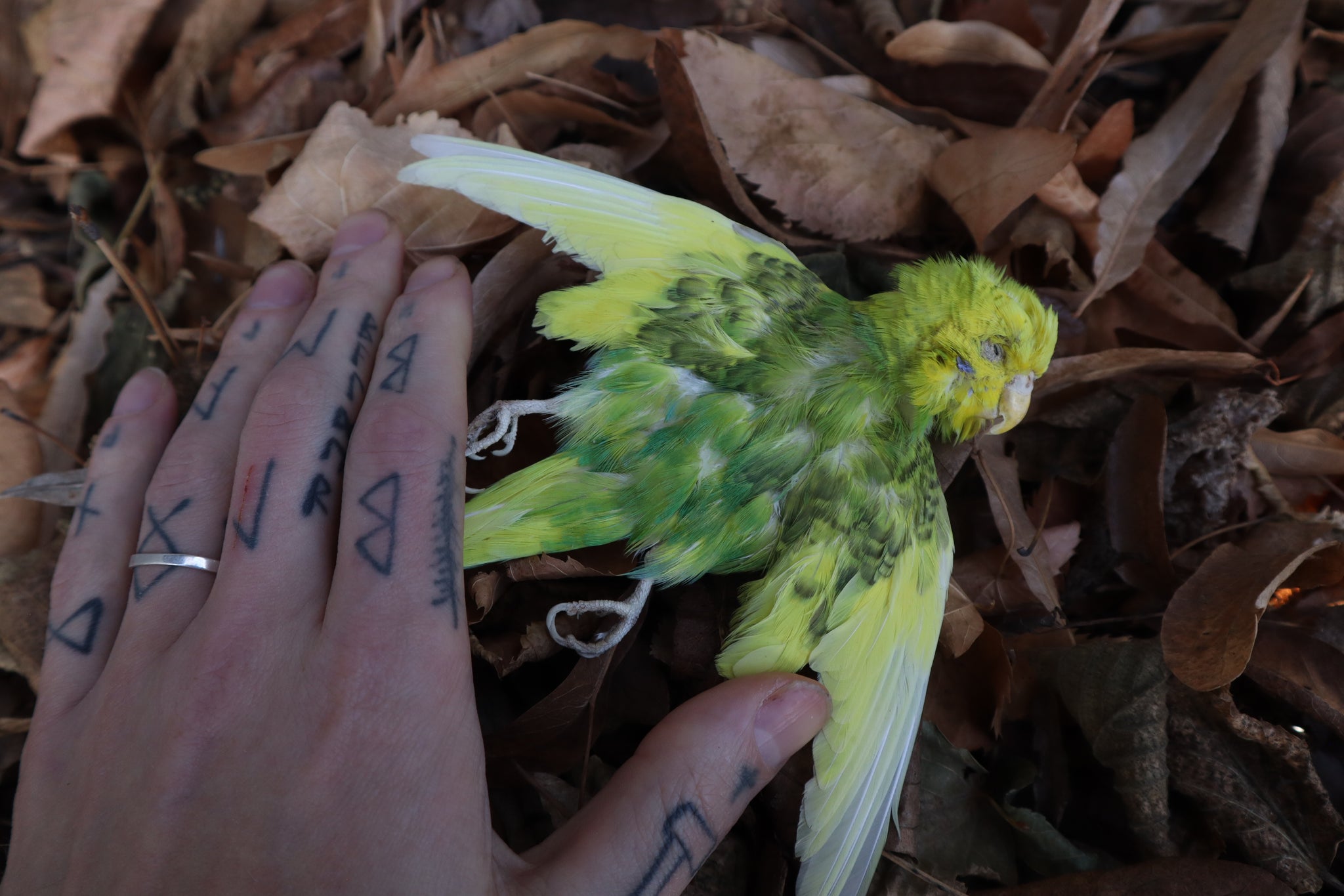 Dry Preserved Parakeet