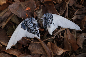 Dry Preserved Parakeet Wings