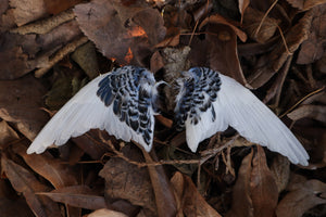 Dry Preserved Parakeet Wings