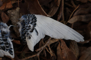 Dry Preserved Parakeet Wings