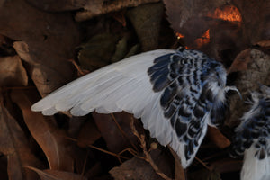 Dry Preserved Parakeet Wings