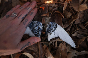 Dry Preserved Parakeet Wings