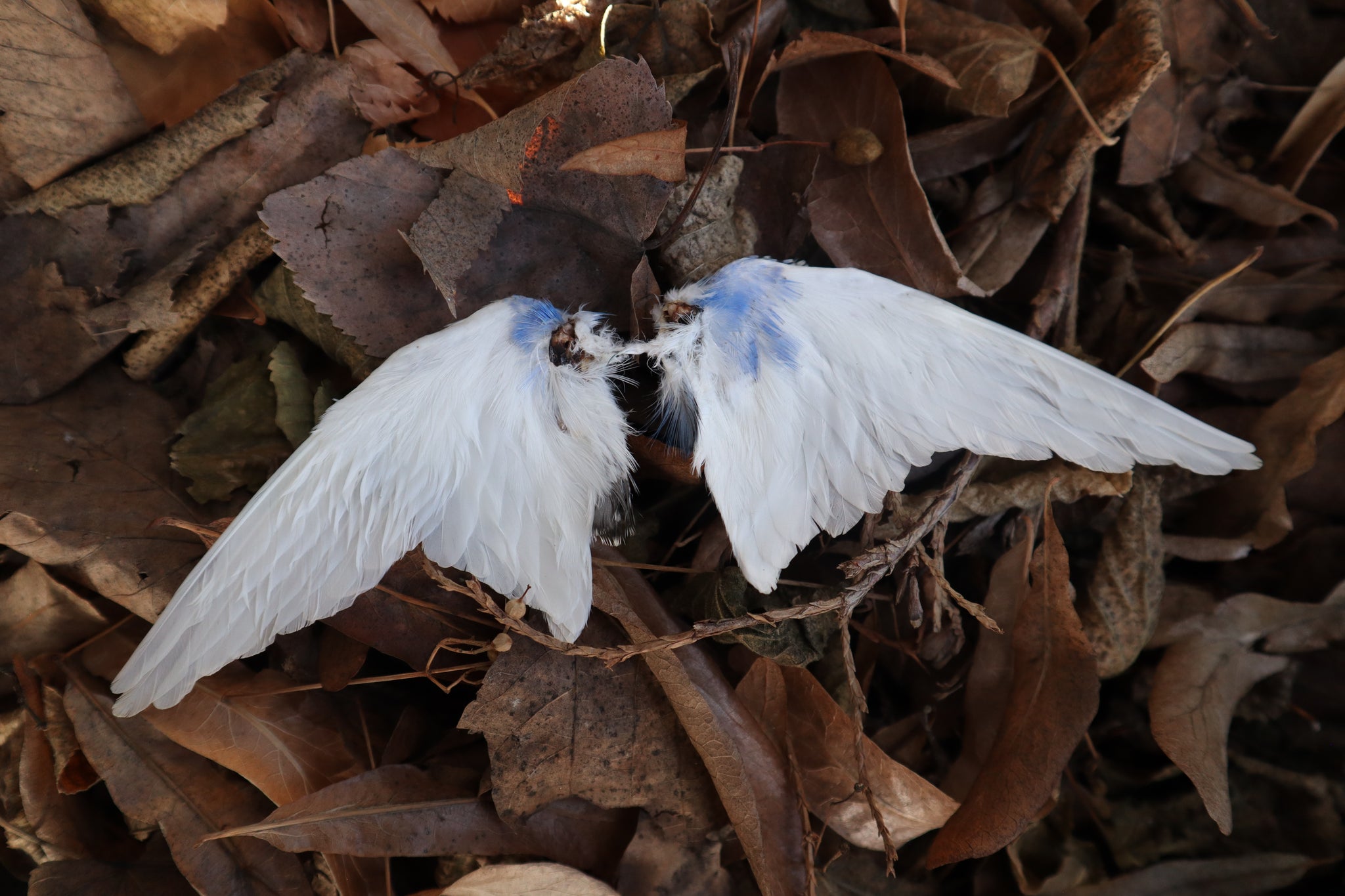 Dry Preserved Parakeet Wings