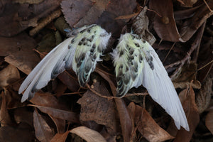 Dry Preserved Parakeet Wings