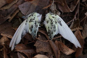 Dry Preserved Parakeet Wings