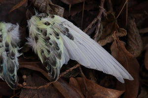 Dry Preserved Parakeet Wings