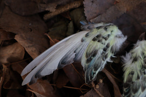 Dry Preserved Parakeet Wings