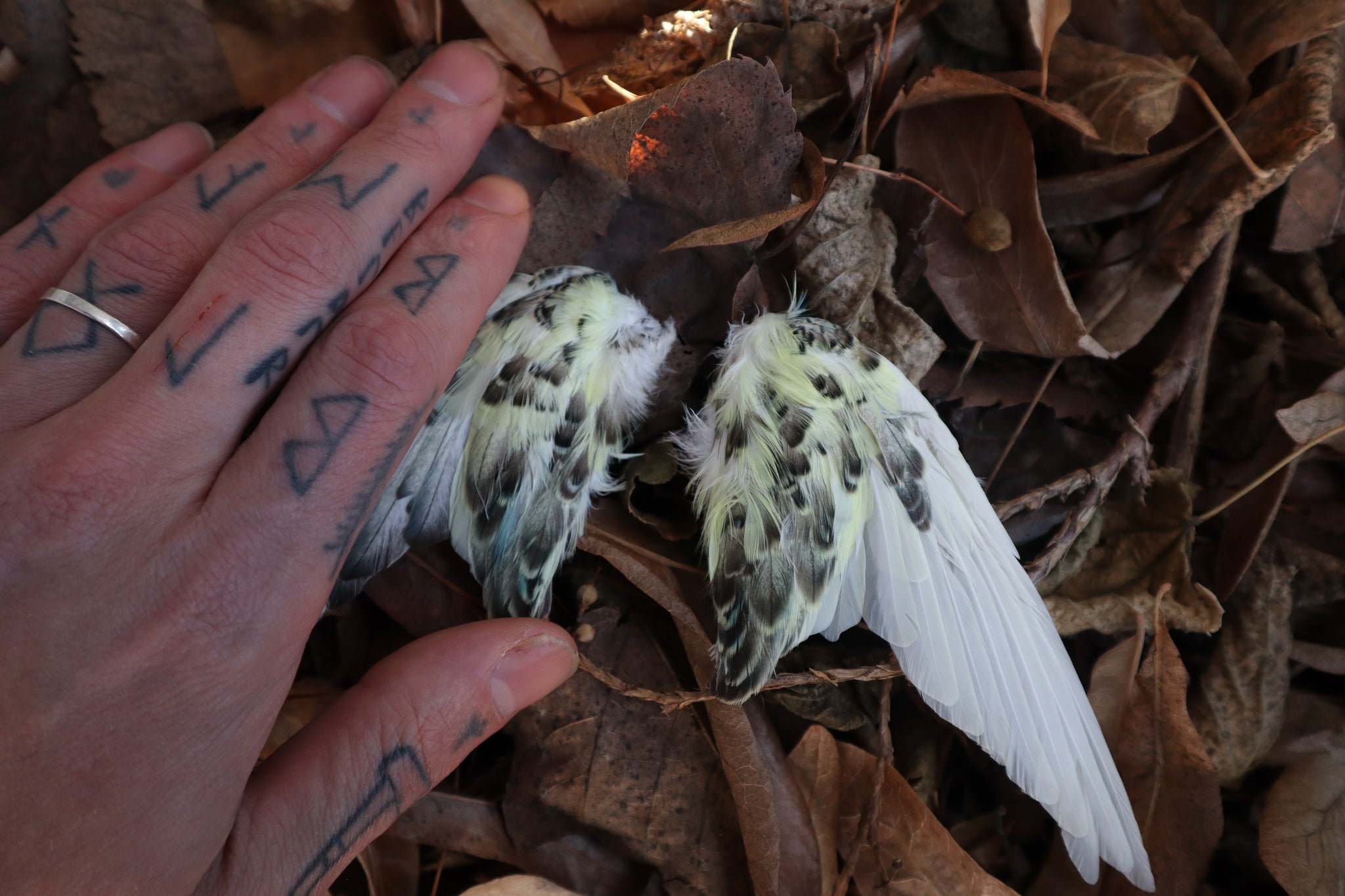 Dry Preserved Parakeet Wings