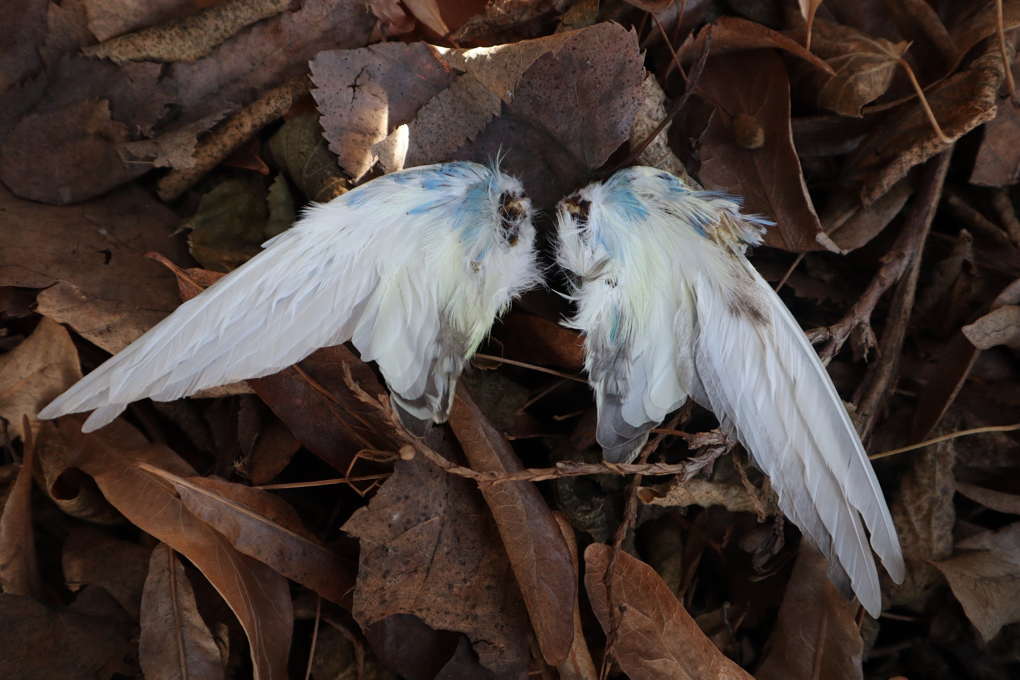 Dry Preserved Parakeet Wings