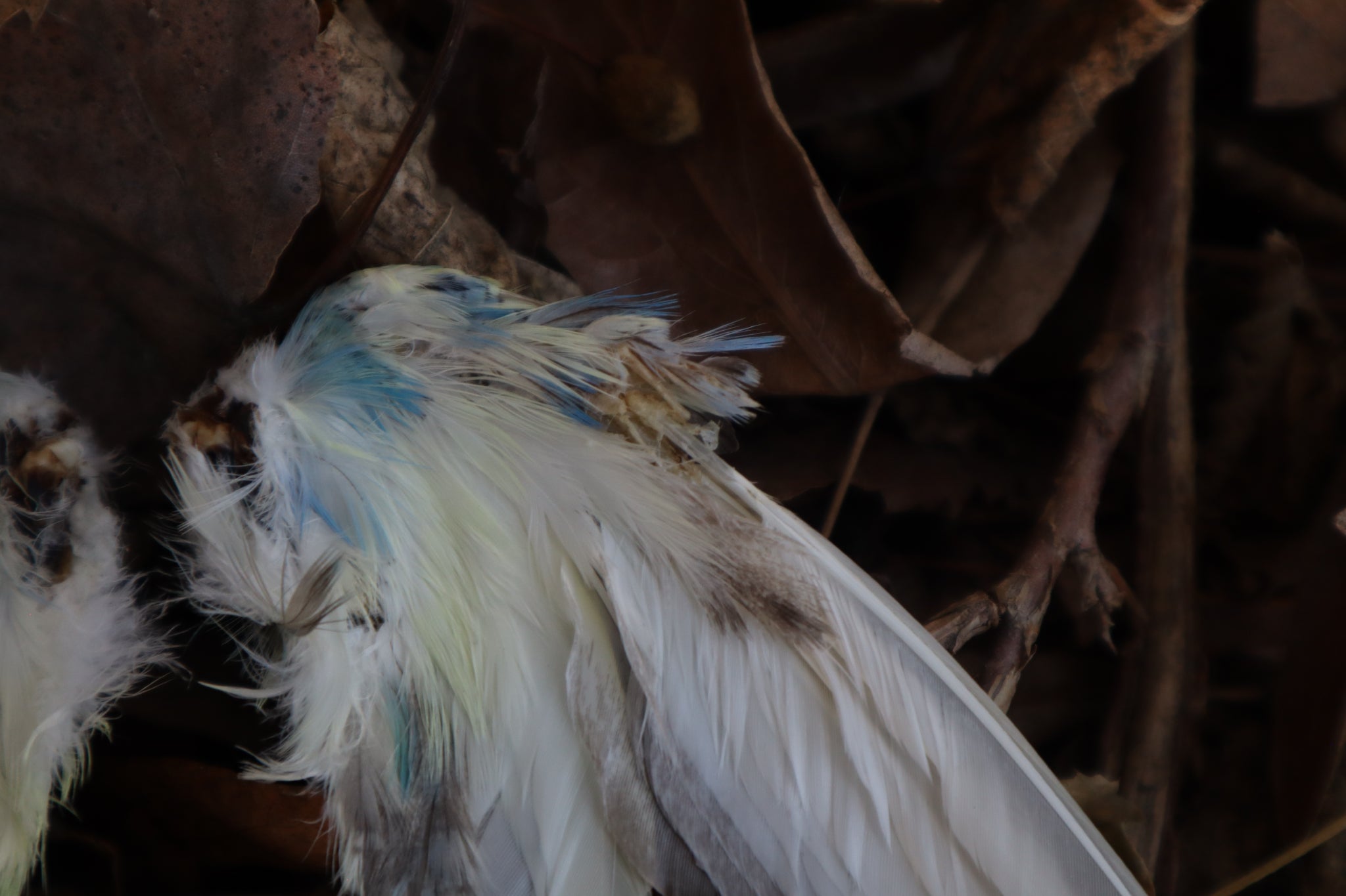 Dry Preserved Parakeet Wings