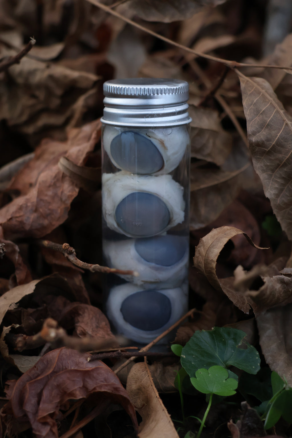 Coyote Eyeballs Wet Specimen