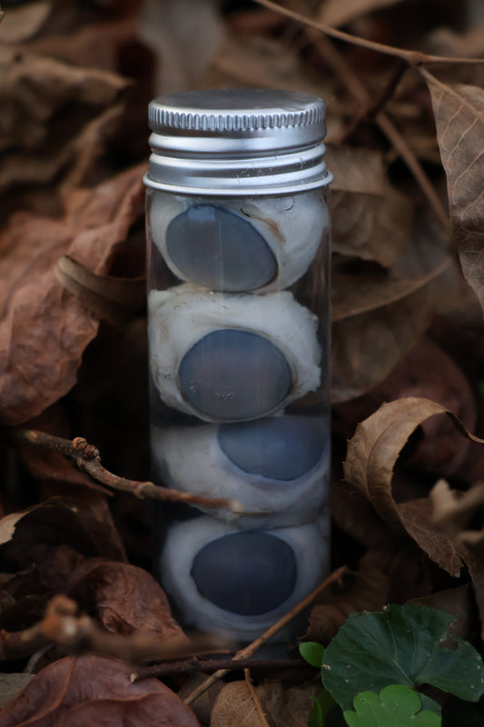 Coyote Eyeballs Wet Specimen