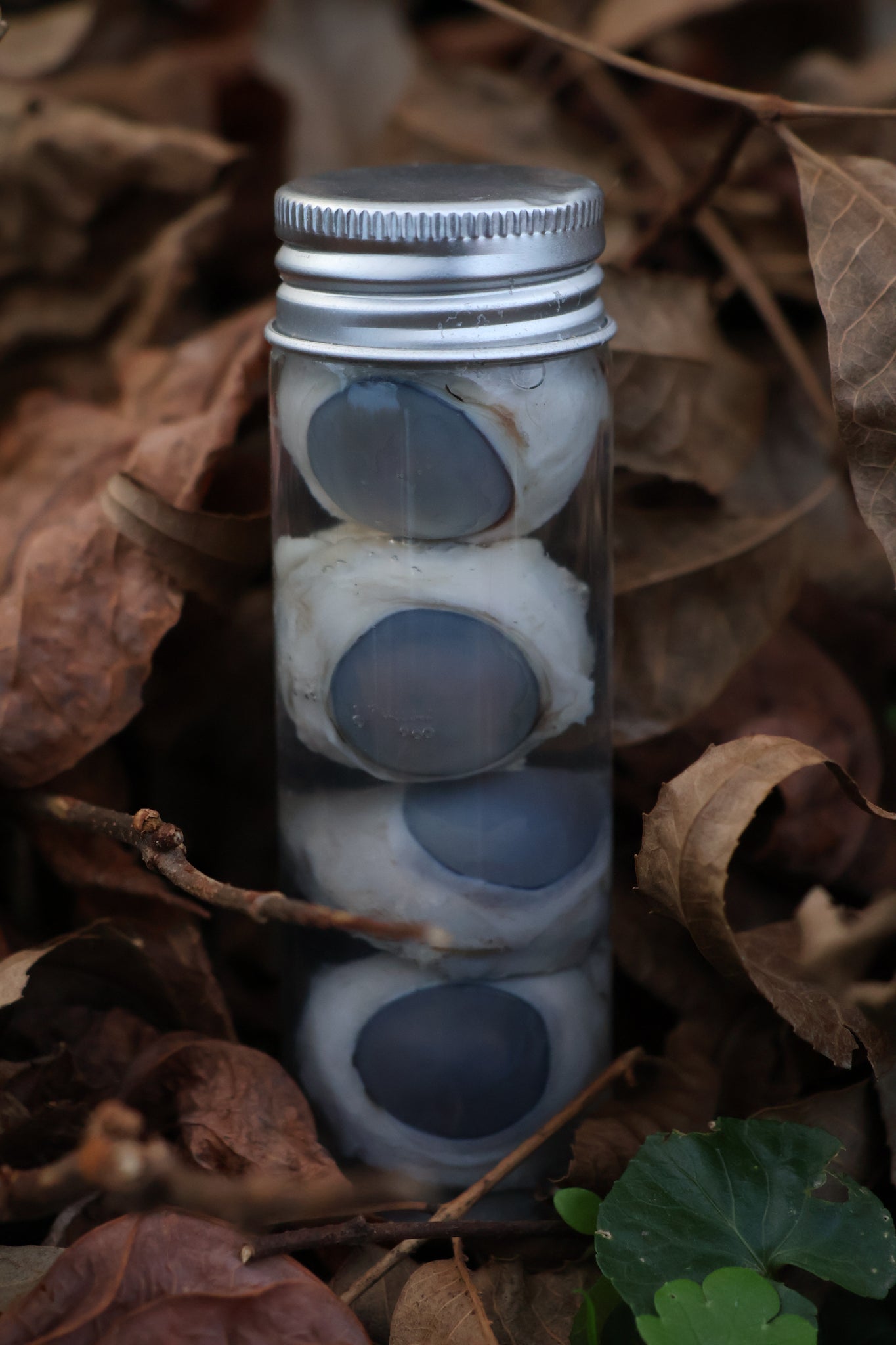 Coyote Eyeballs Wet Specimen