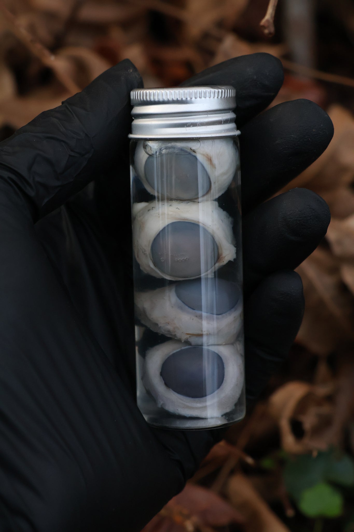 Coyote Eyeballs Wet Specimen