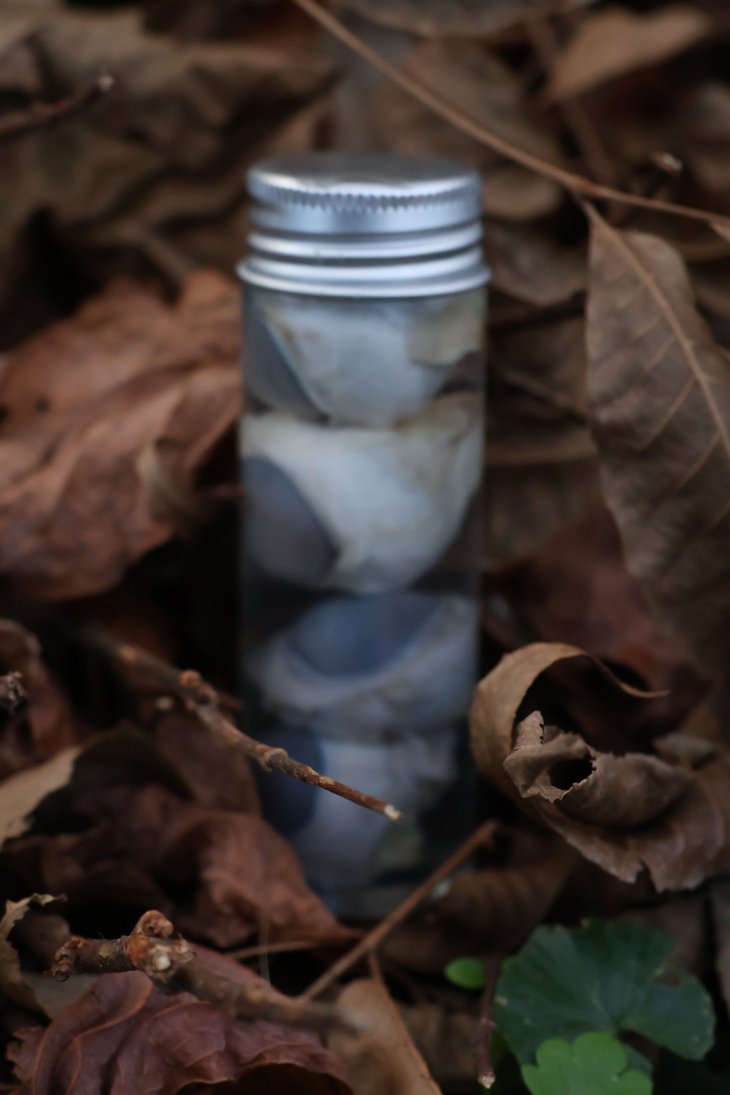 Coyote Eyeballs Wet Specimen