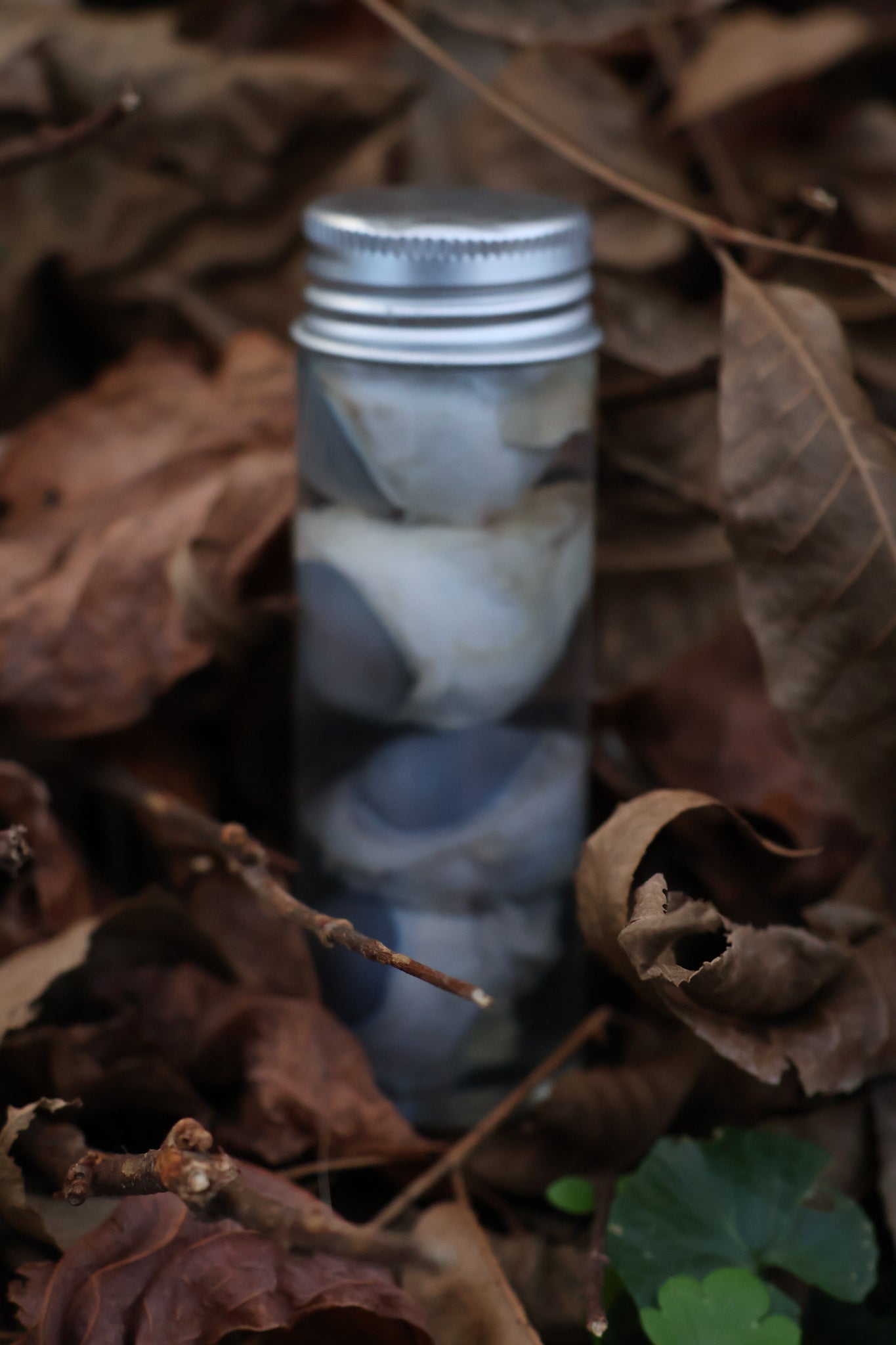 Coyote Eyeballs Wet Specimen