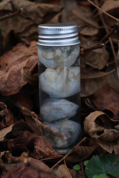 Coyote Eyeballs Wet Specimen