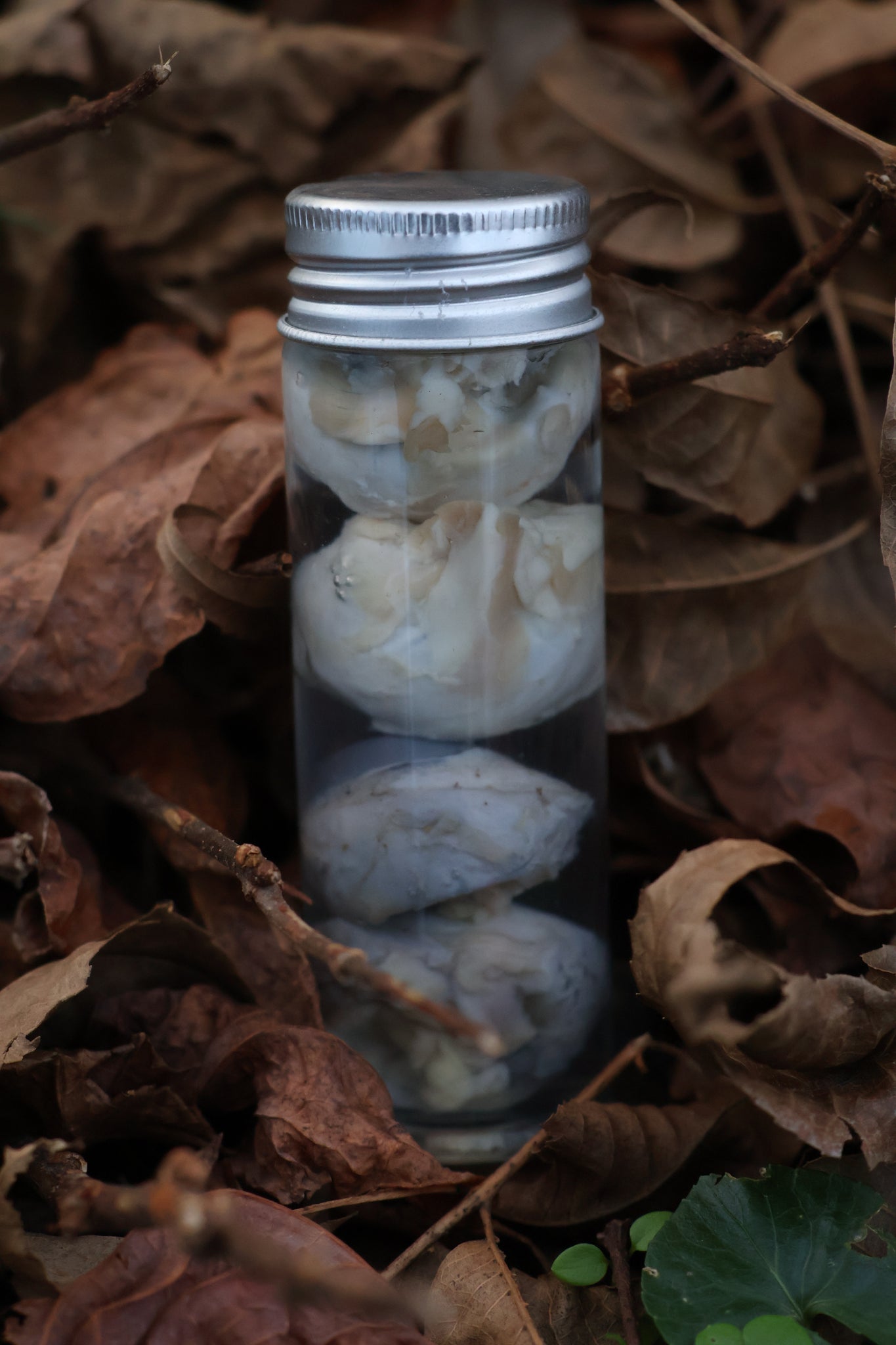 Coyote Eyeballs Wet Specimen