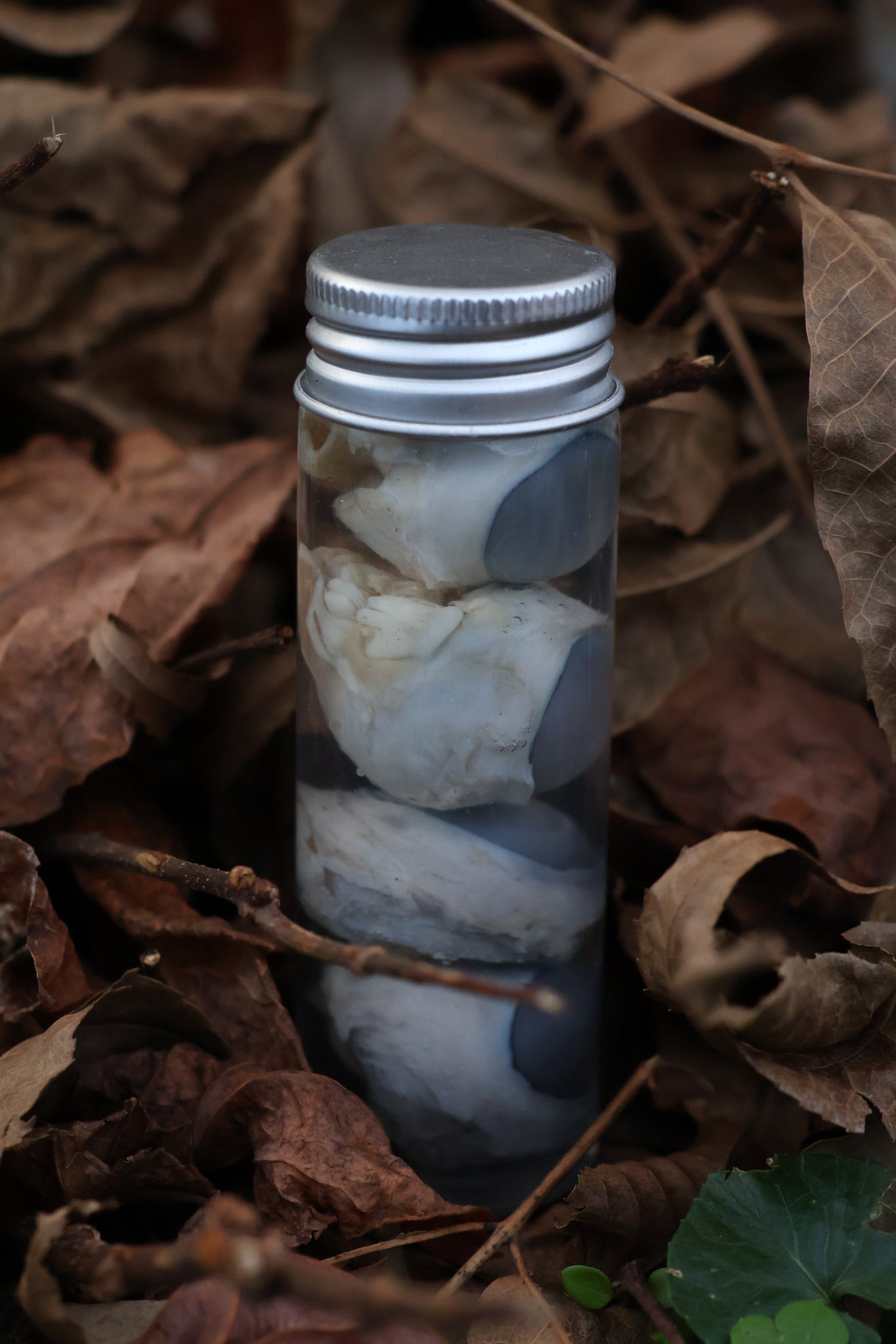 Coyote Eyeballs Wet Specimen