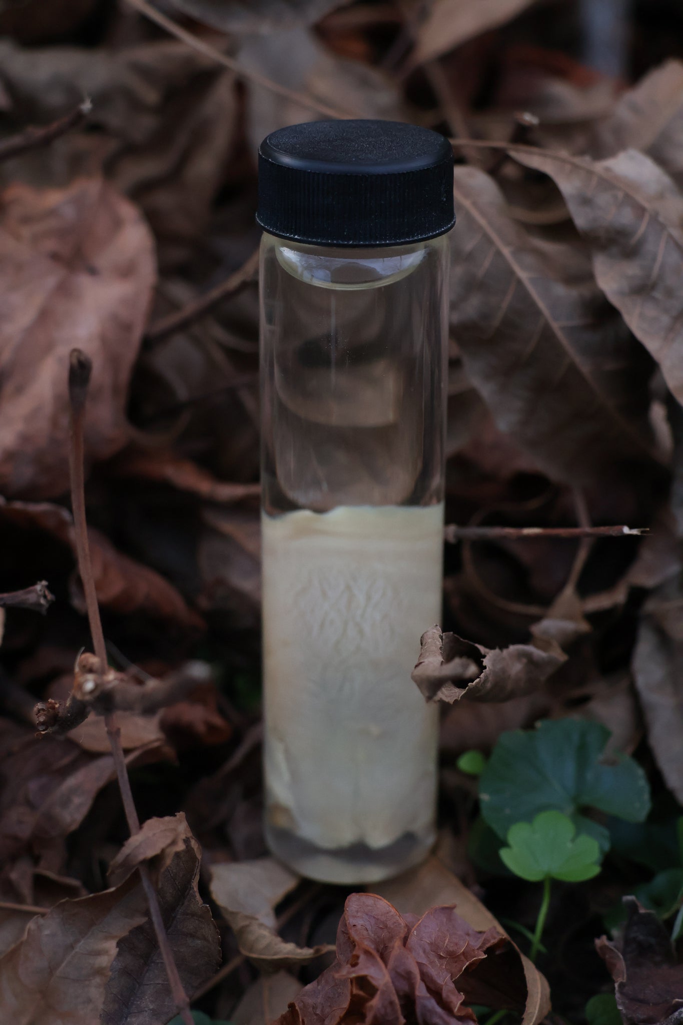 Black Cat Tongue Wet Specimen