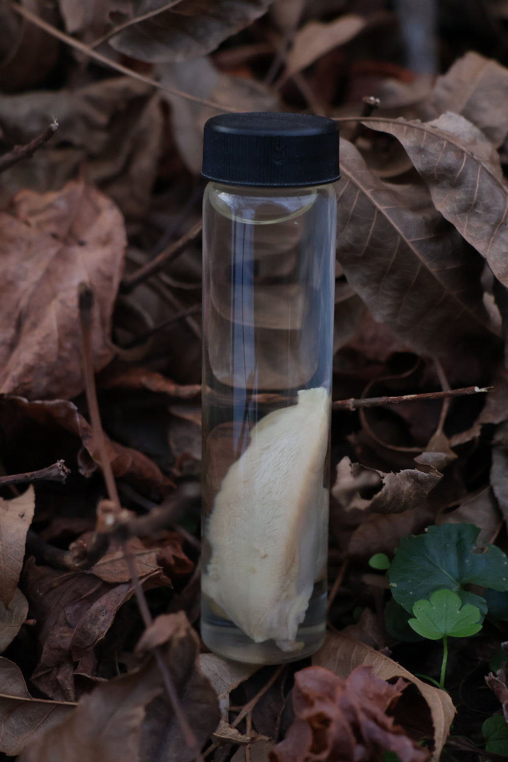 Black Cat Tongue Wet Specimen