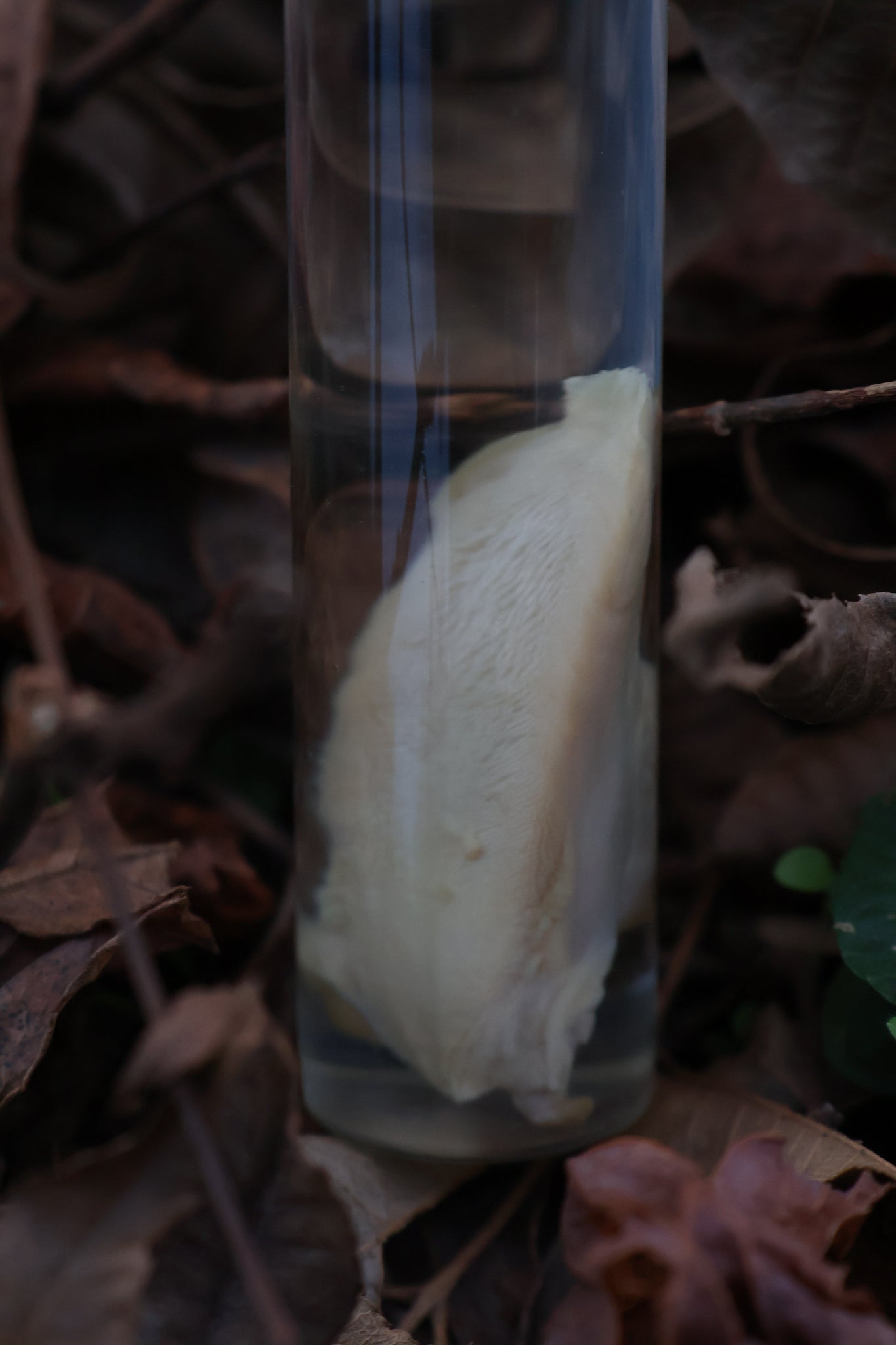 Black Cat Tongue Wet Specimen