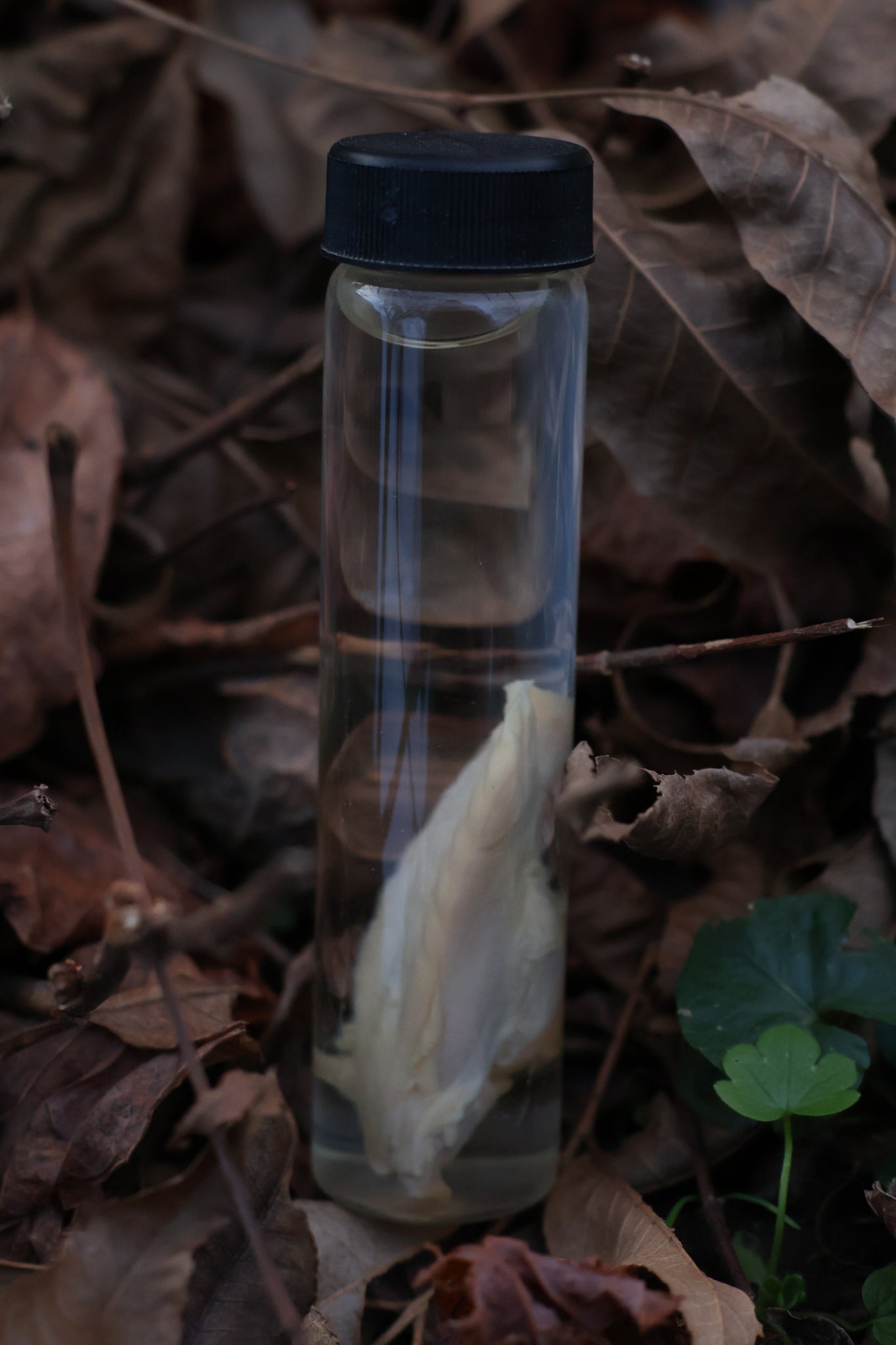 Black Cat Tongue Wet Specimen