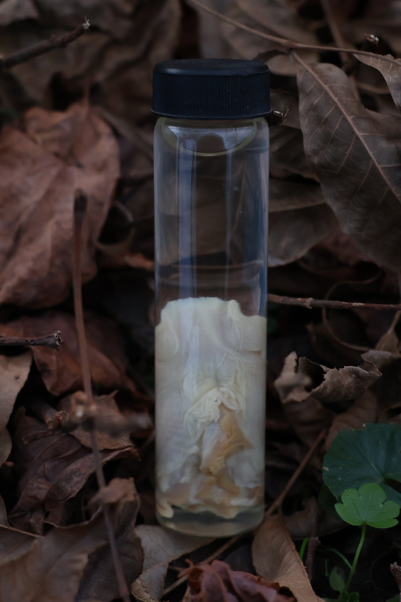 Black Cat Tongue Wet Specimen