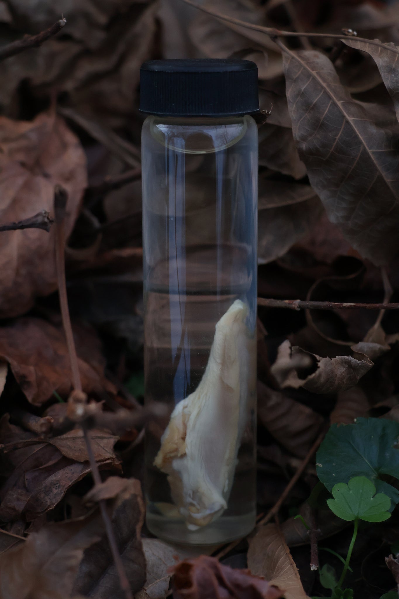 Black Cat Tongue Wet Specimen