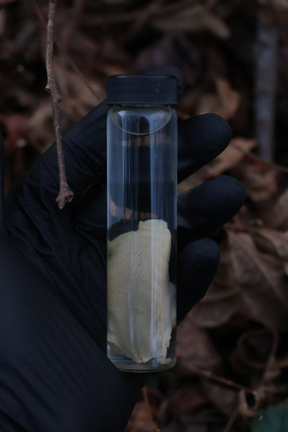 Black Cat Tongue Wet Specimen
